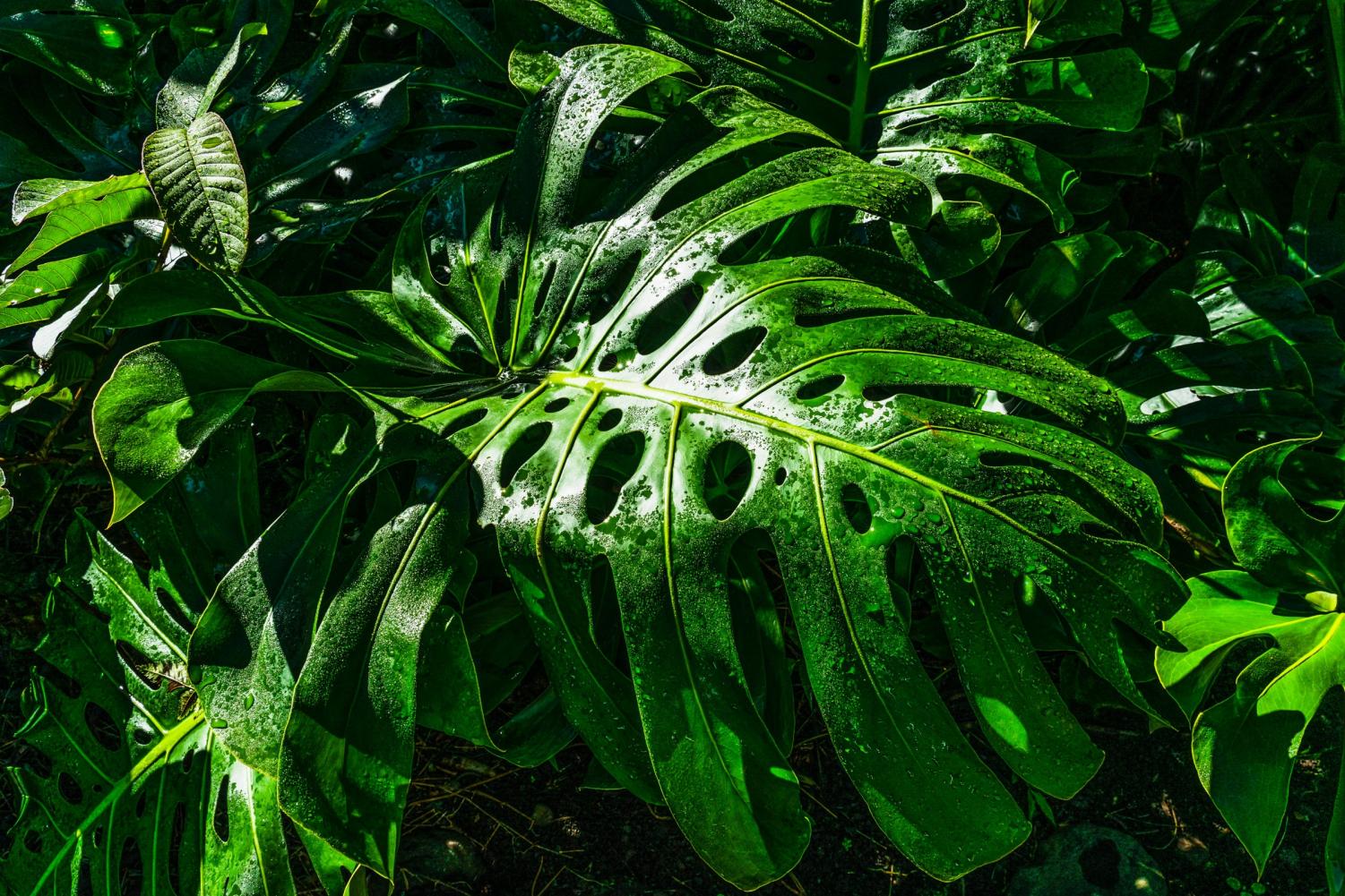 Plant Reviews.