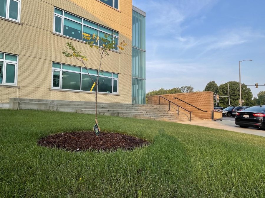 The tree that was gifted to Naperville Central High School by District 203 as part of the Partners in Growth motto is planted outside of door two.